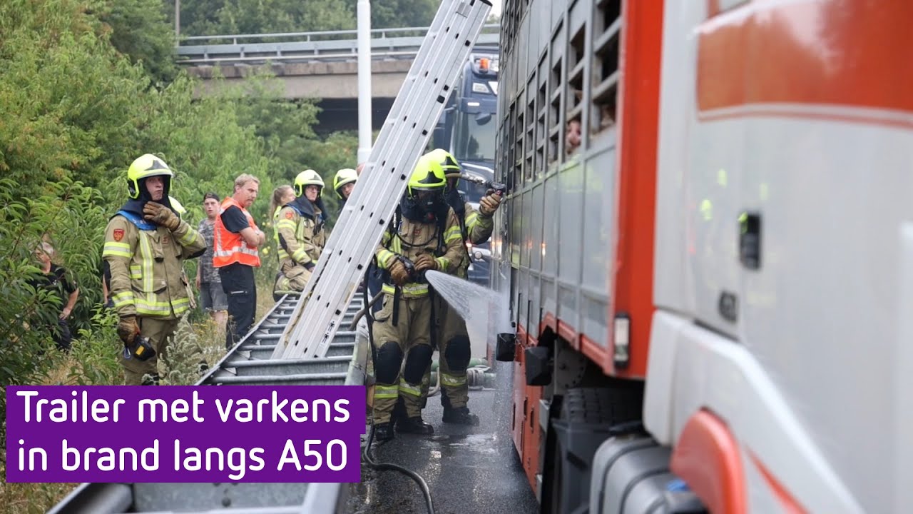 Trailer met varkens in brand langs A50