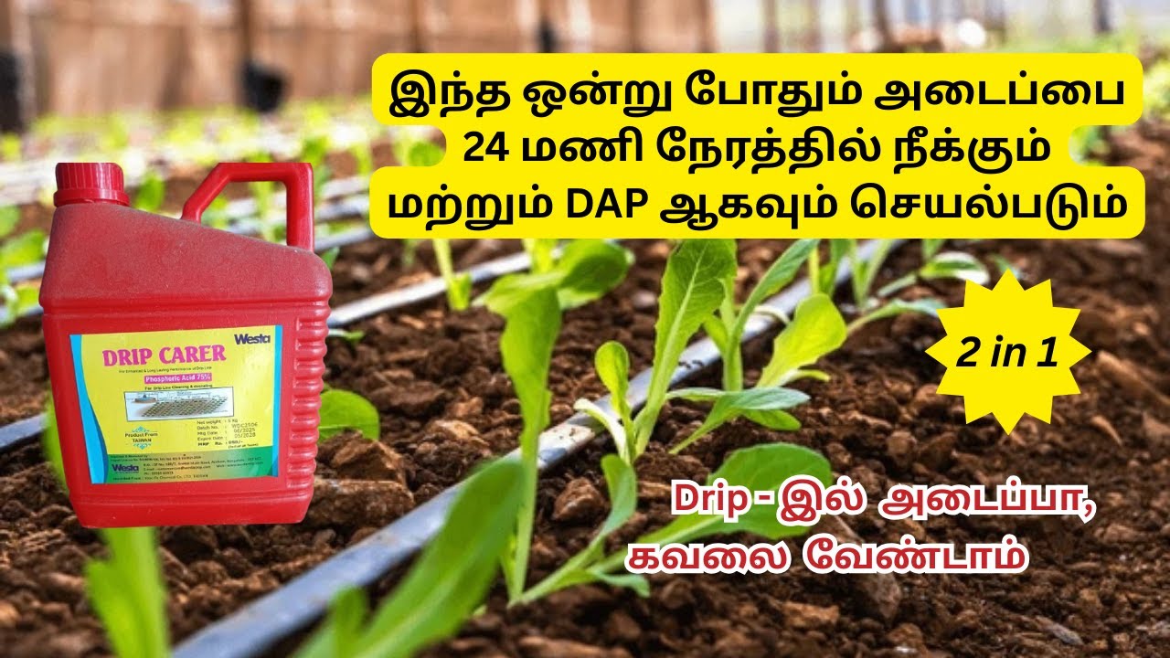 சொட்டுநீர் அடைப்பா? இனி கவலை வேண்டாம் | Phosphorus Secrets for Drip Irrigation! #dripirrigation