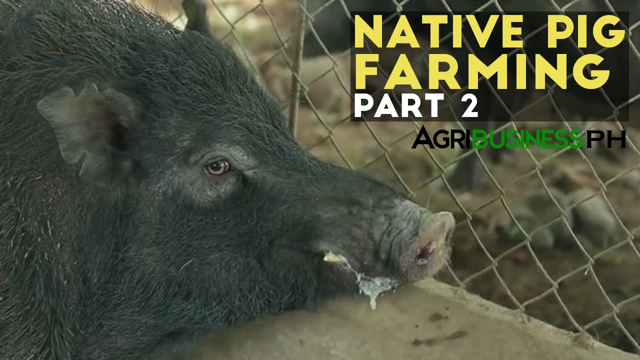 Native Pig Farming Part 2 : Native Pig Farming Practices | Agribusiness Philippines