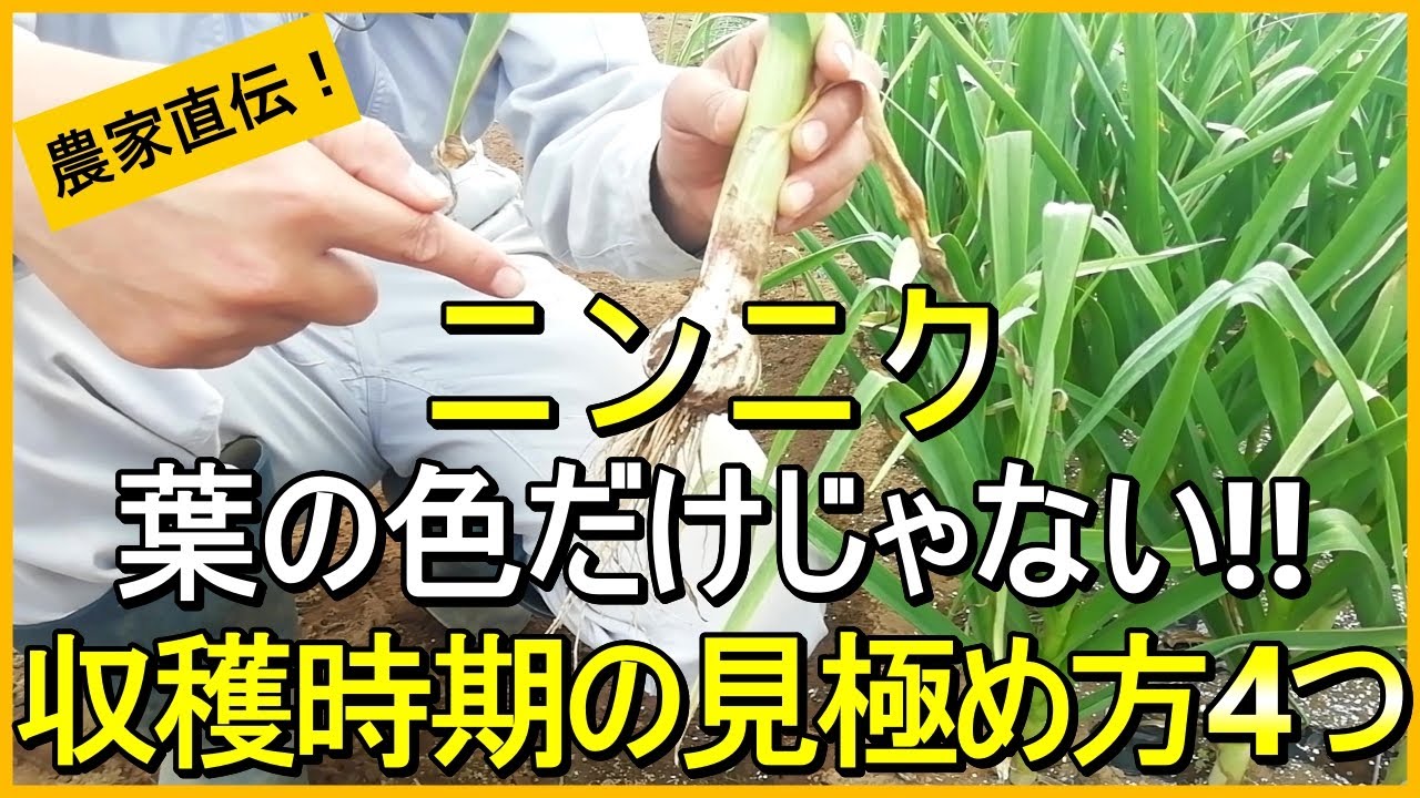 【にんにく栽培】ベストなタイミングで収穫するための見極め方を解説【有機農家直伝！無農薬で育てる家庭菜園】 24/5/24