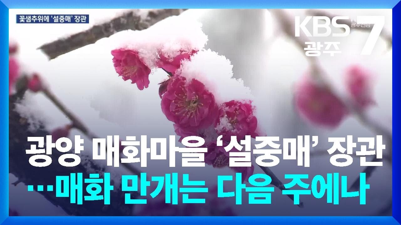 광양 매화마을 ‘설중매’ 장관…매화 만개는 다음 주에나 / KBS  2025.03.18.
