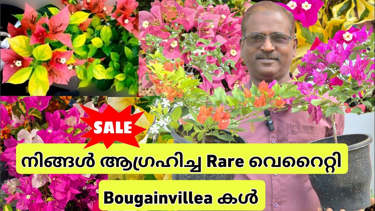 Rare വെറൈറ്റി കടലാസ് പൂച്ചെടികളുടെ മനോഹരമായ കളക്ഷൻസ് ഇതാ..കൂട്ടുകാരെ 🪻🤩#evergreen_media_vlog 