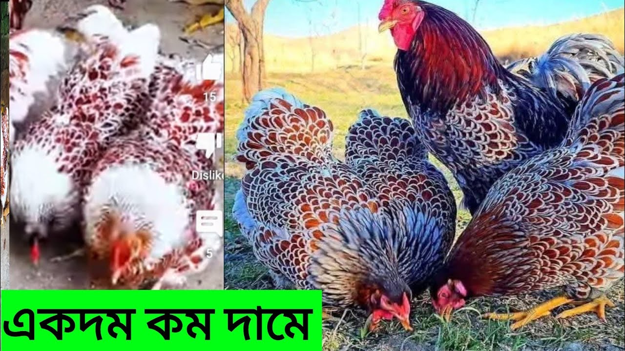 কম দামে ৬টি প্যাকেজে বিভিন্ন জাতের সৌখিন মুরগি,,,Fancy Chicken🐓🐥