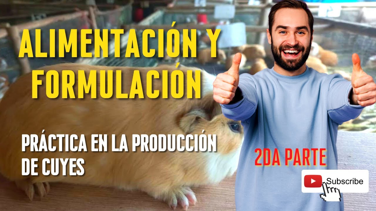 ✅Sistemas de alimentación en cuyes │QUE DAR A LOS CUYES? 🐹🌾 PARTE 2