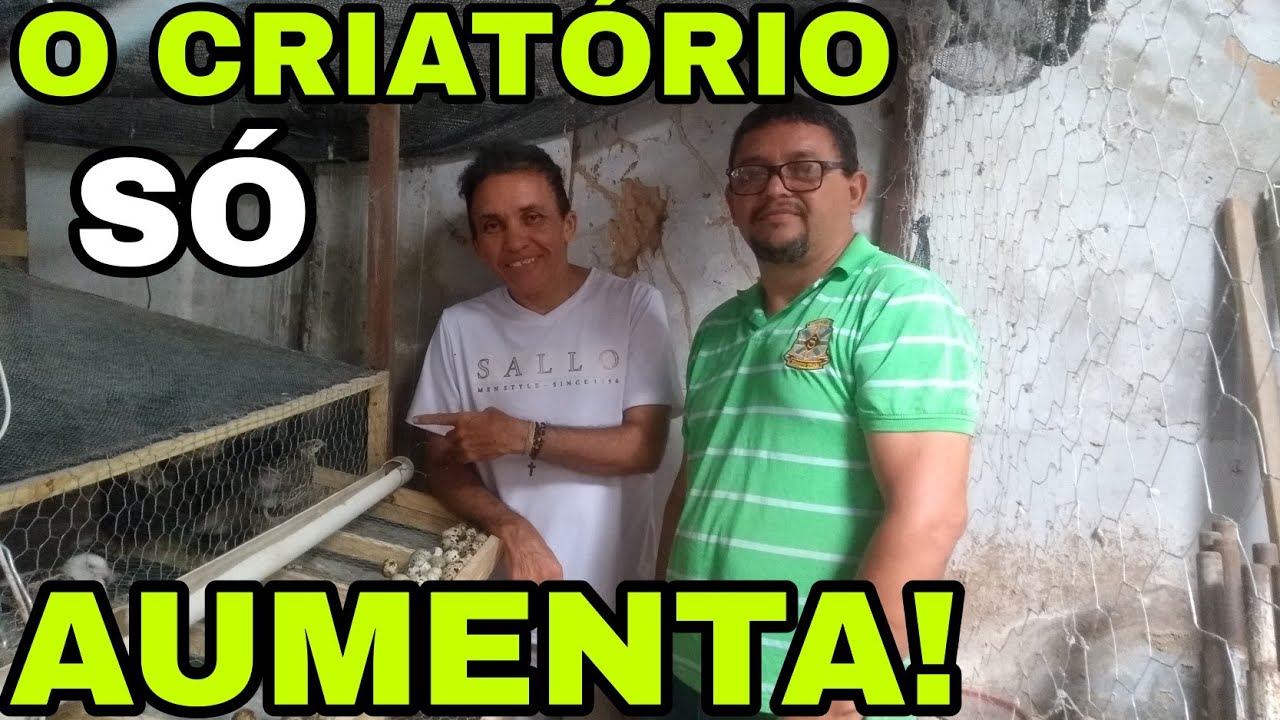 ELE COMEÇOU A CRIAR CODORNAS A 4 MESES, E OLHA SÓ!!!