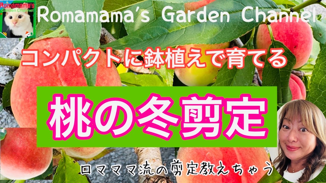 【桃の剪定】鉢植え桃をコンパクトに育てる剪定　#桃栽培  #もも