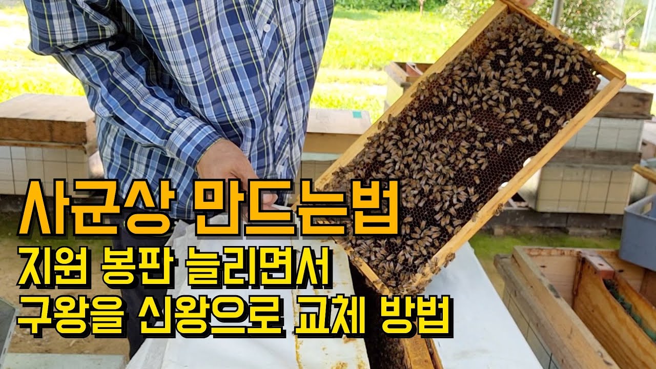 여왕벌 망실,구왕 교체을 위해 사군상을 이용합니다 / 초보양봉꾼의 사군상 만들기