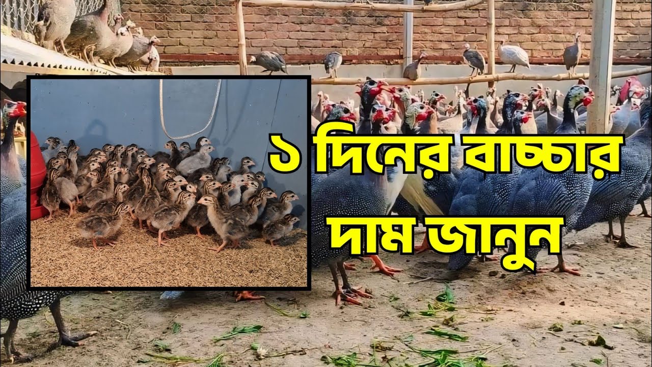 তিতির মুরগির জিরো বাচ্চা | বীজ ড়িম সংগ্রহ করুন এখনি 👍