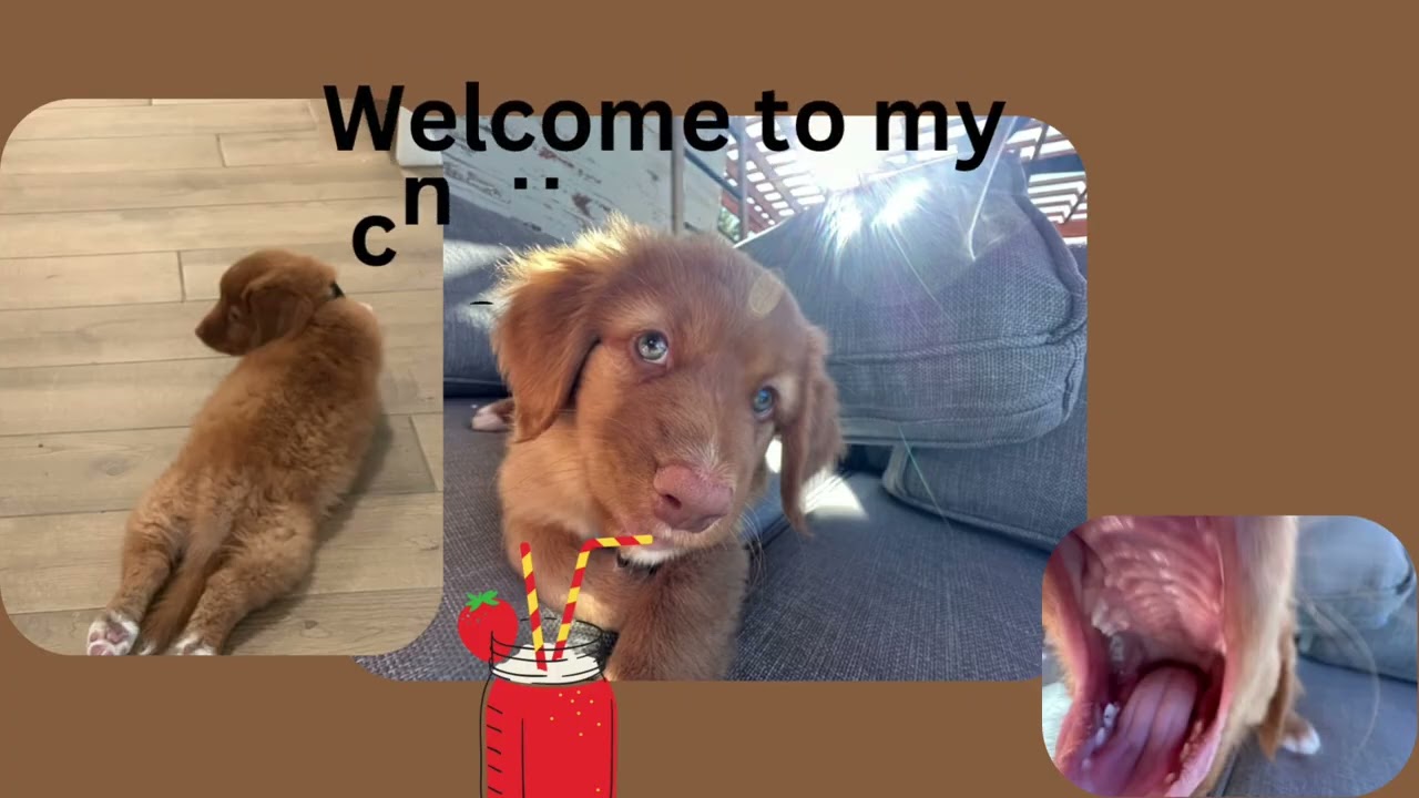 First video submission for LuPi TV. Images of Ludo when we came home to us. 