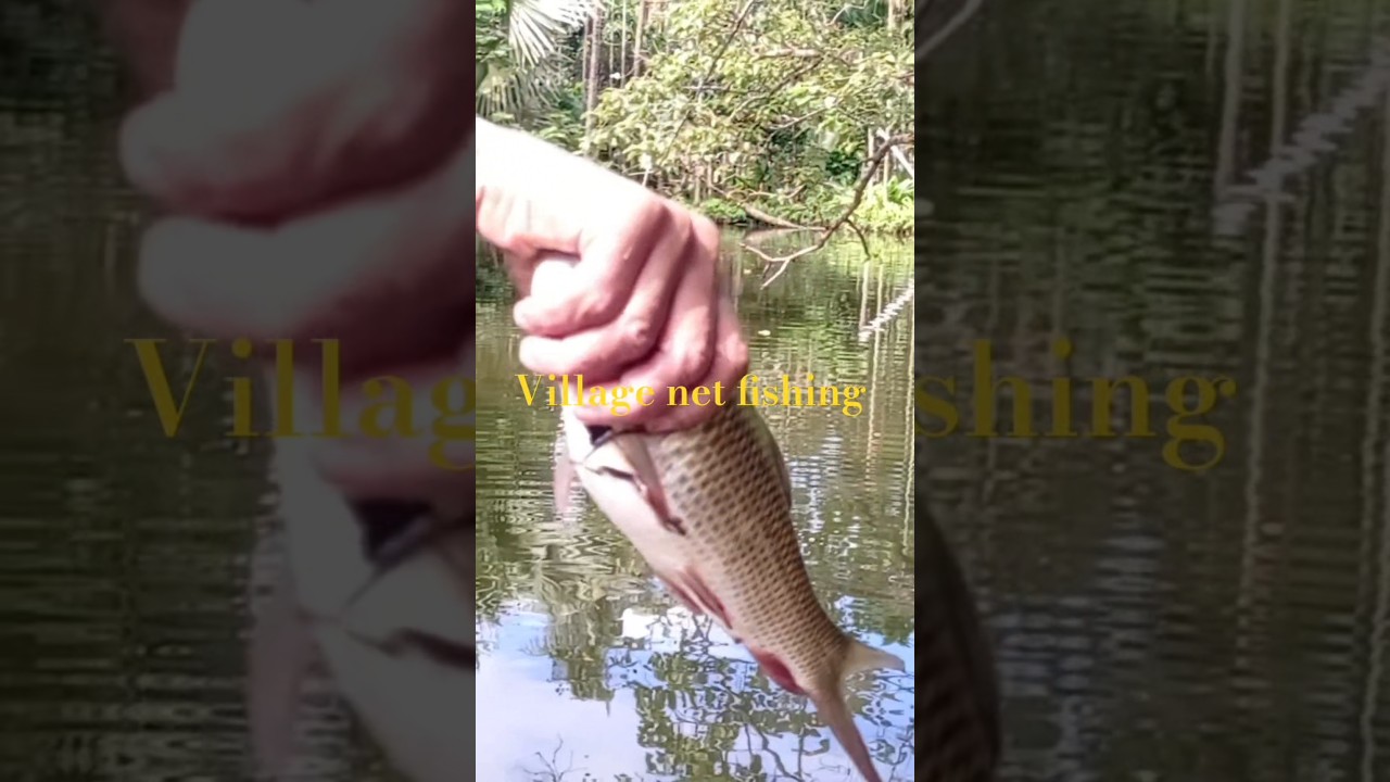 Most popular cast net fishing video 