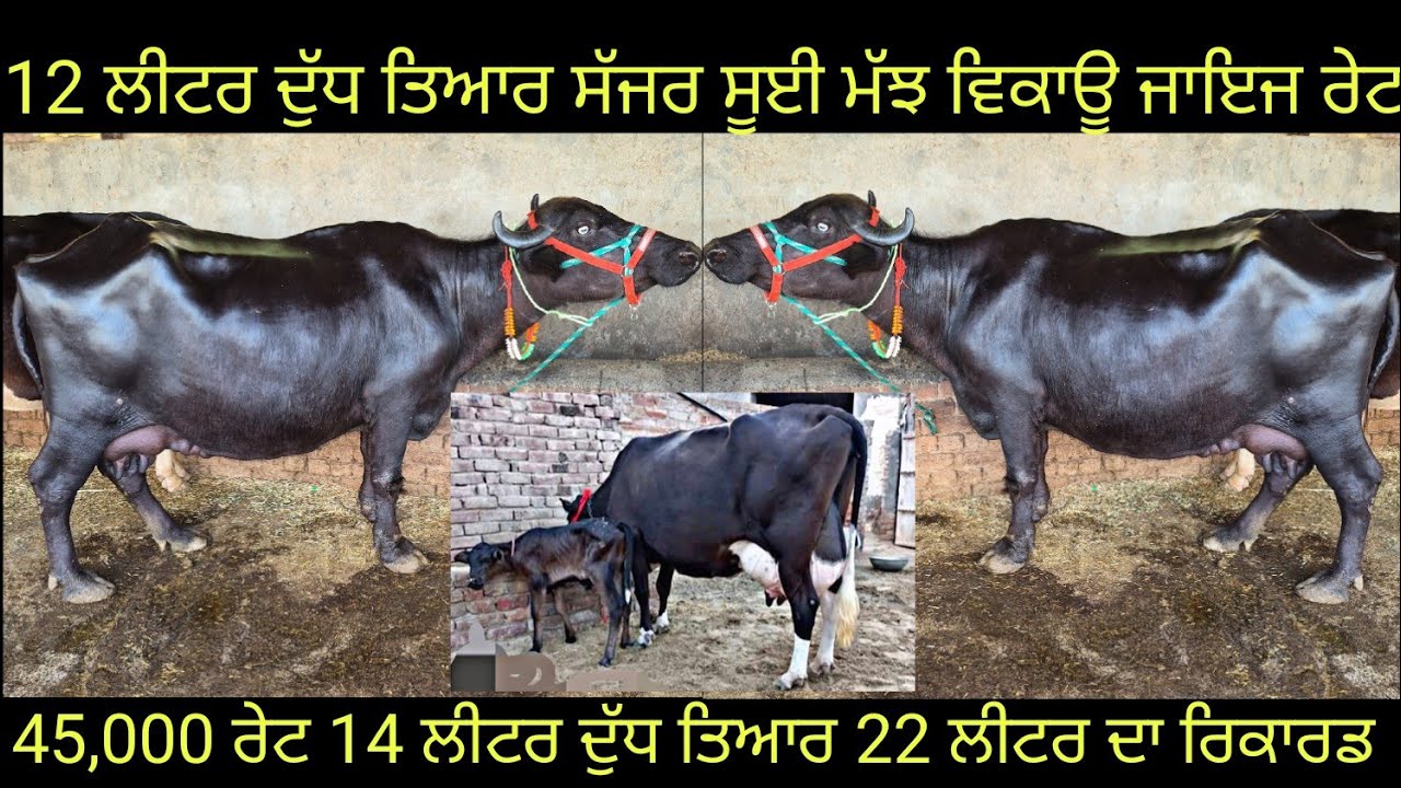 #ਸੱਜਰ ਸੂਈ ਮੱਝ #ਸੱਜਰ ਸੂਈਆ ਗਾਂਵਾਂ ਵਿਕਾਊ ਜਾਇਜ ਰੇਟ 3 animals forsale#best #qulity#bufflo#cow#viralvideo 