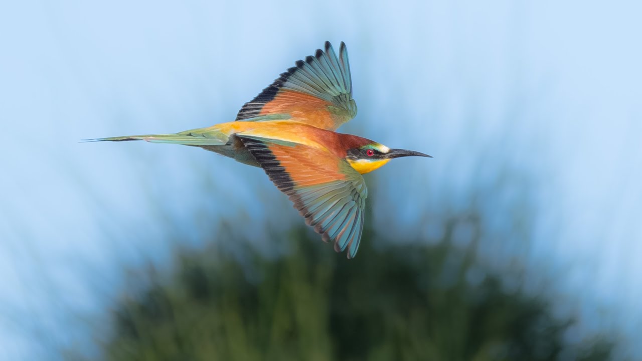 European Bee Eaters of Cyprus Migration , Facts Sound & Call ,Merops apiaster - Μελισσοφάγος 4k Hd