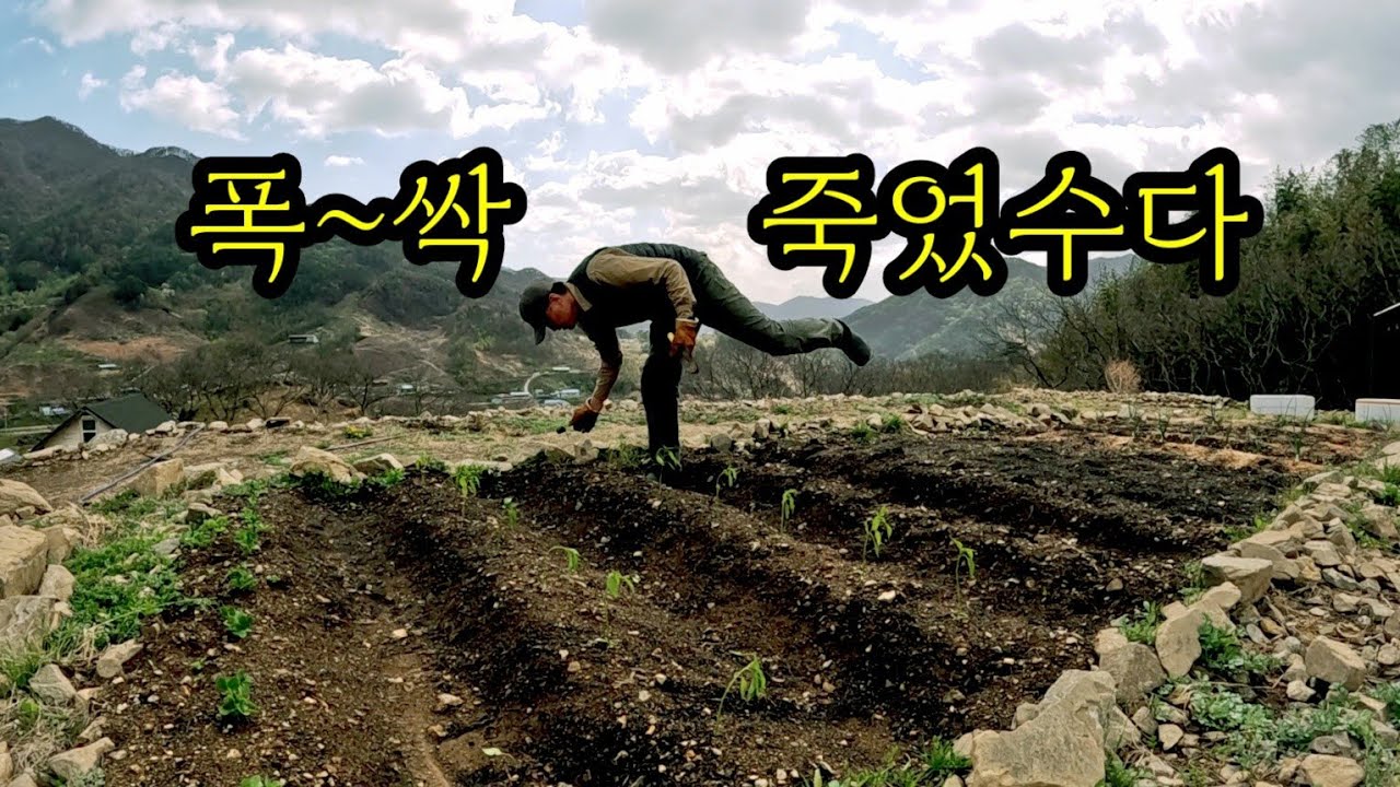폭싹 죽었수다😅 / 온실아지트 봄맞이 재단장 / 자엽안개나무, 꽃씨, 정원울타리 작업 / 매운 물갈비찜 / 가마솥 선지국밥