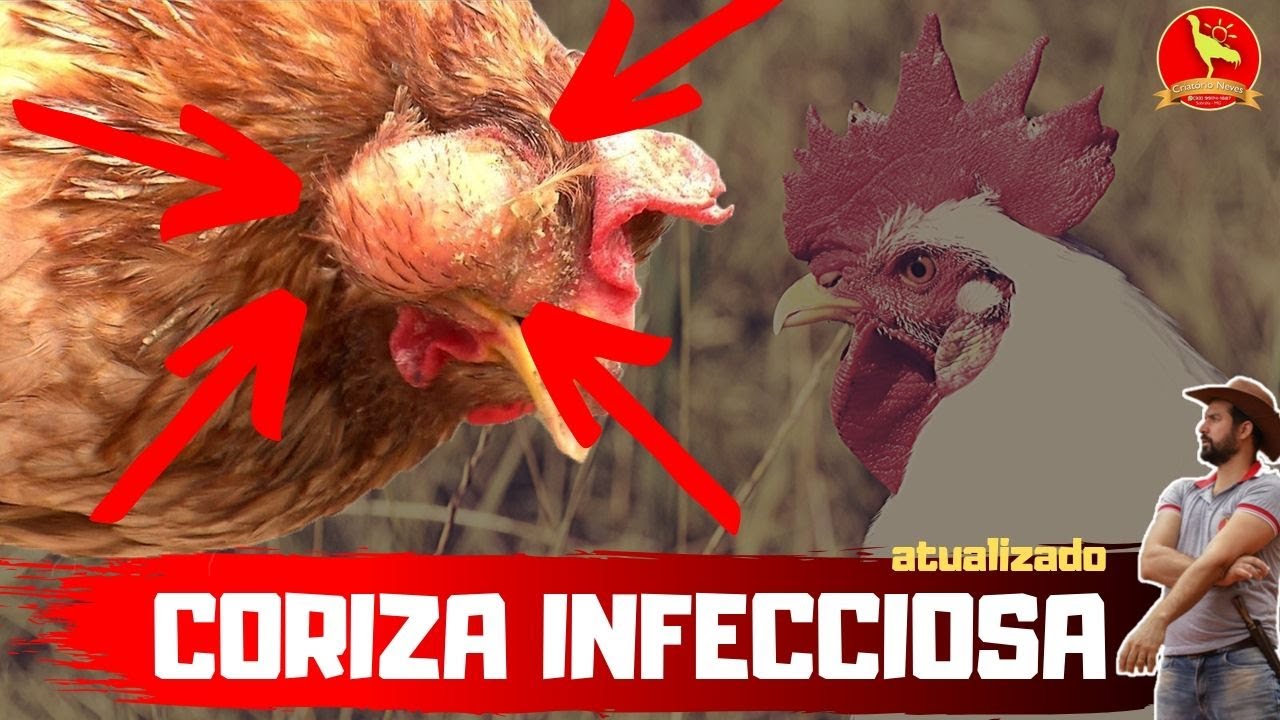 Como curar GOGO E CORIZA INFECCIOSA (prevenção e tratamento)