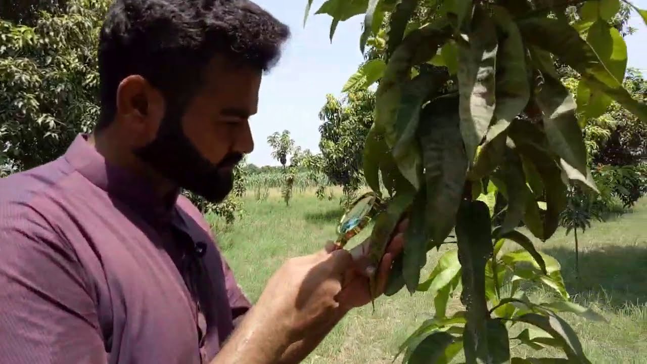 Mango Anthracnose | Diseases Of Fruits And Ornamentals PP-506