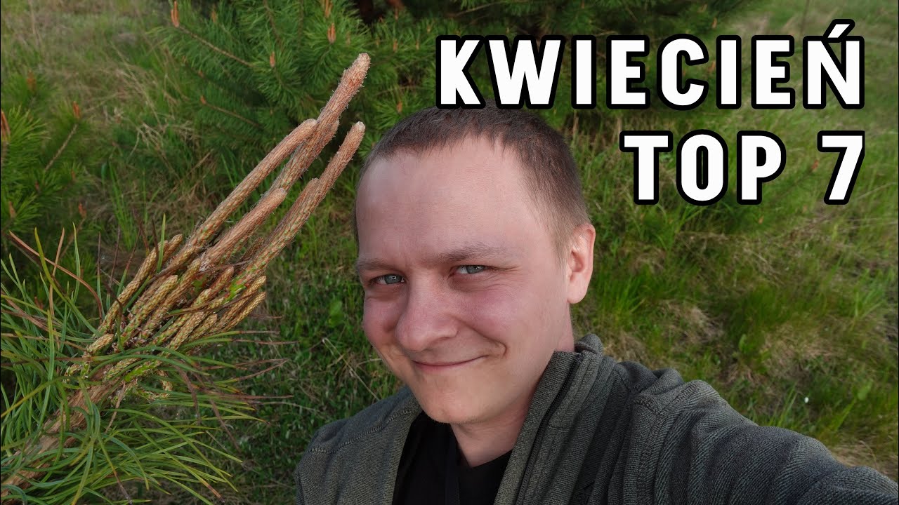 TOP 7 - proste ZIOŁA do identyfikacji w KWIETNIU