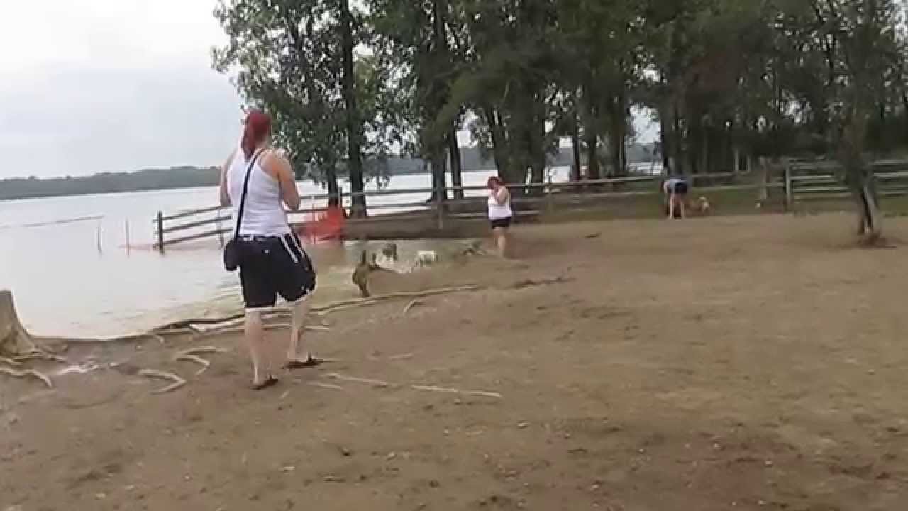 Sonar's first time at Alum Creek Dog Park Beach_01