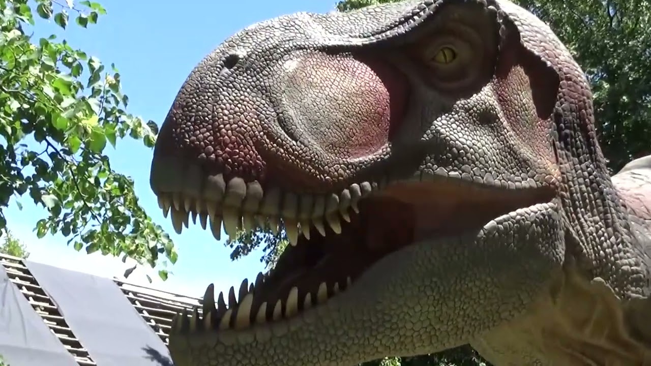 Gizz goes to the zoo