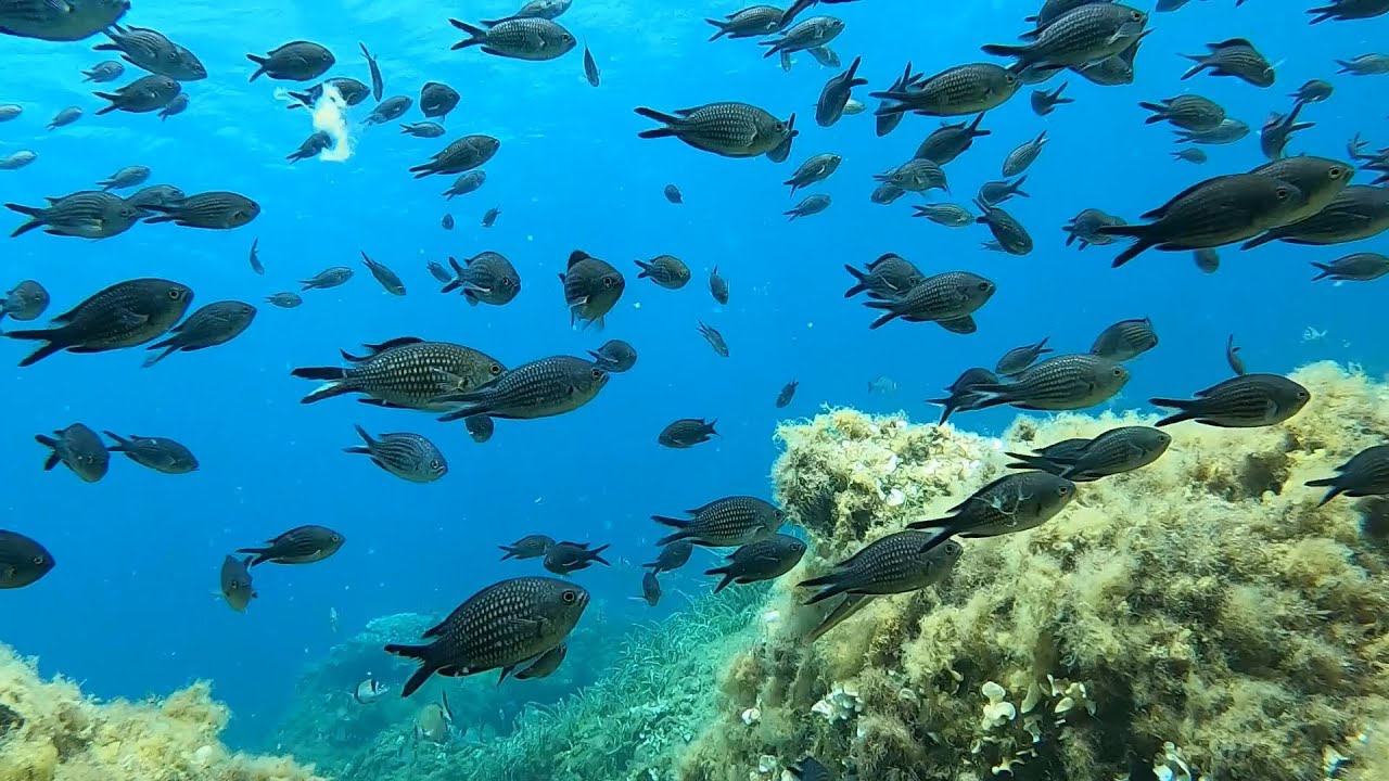 TEKNEMİZLE BOZCAADA'YA GELDİK // ZIPKINLA BALIK AVI // ÇANAKKALE // YEDİNCİ BÖLÜM // ROTA FISHER 660