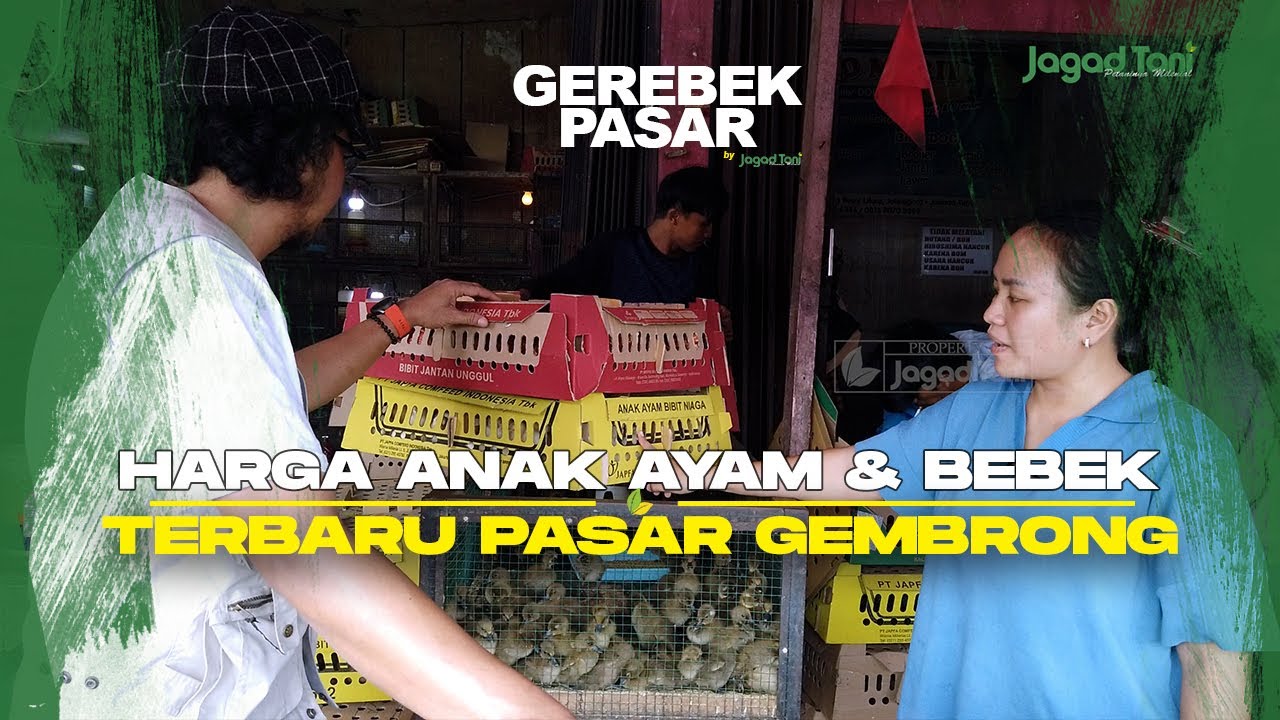 Update Harga Terbaru Pasar Gembrong, Gerebek Pasar Anak Ayam dan Bebek