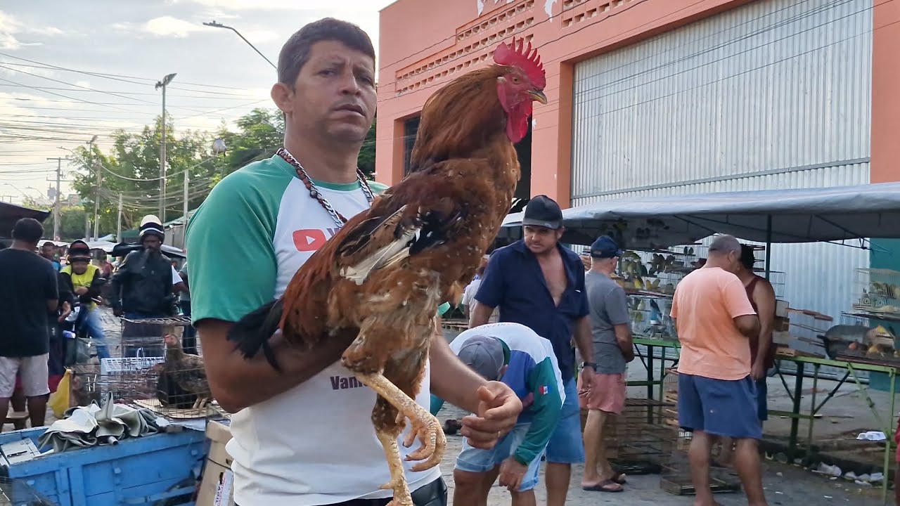 VANIO NA FEIRA DE ARAPIRACA AL PRÓXIMO A LINHA DO TRENI  #NORDESTE 