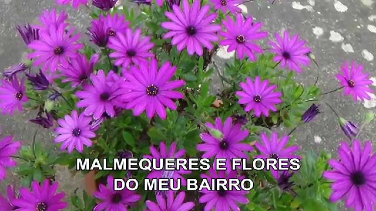 MALMEQUERES E FLORES DO MEU BAIRRO