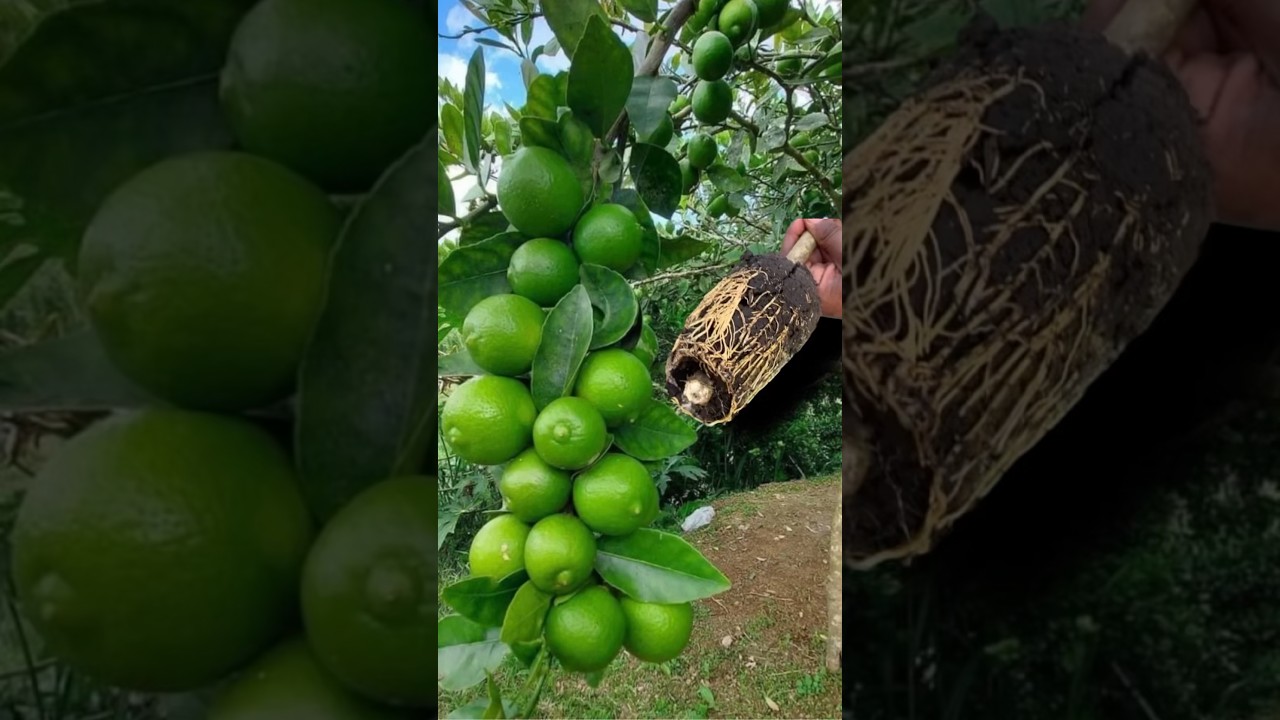 Mejor truco para obtener un limonero cargado de frutos en menos de 5 meses #abono #cosecha #plantas