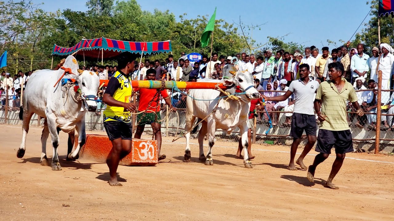 🥈పెబ్బేరు 6 పళ్ళ విభాగం బండలాగుడు పోటీలు 7వ జత బుజ్జమ్మ గారి వెంకటకృష్ణ పిన్నాపురం-bulls race-oxen