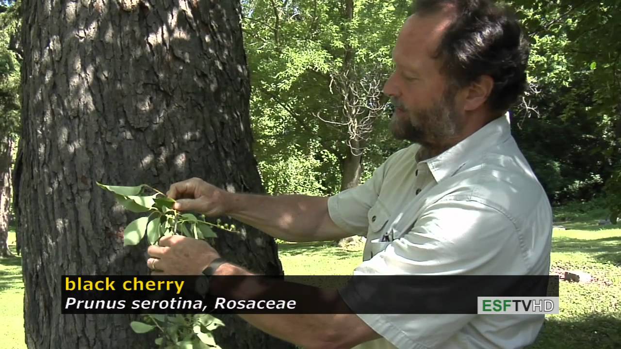 Trees with Don Leopold- black cherry