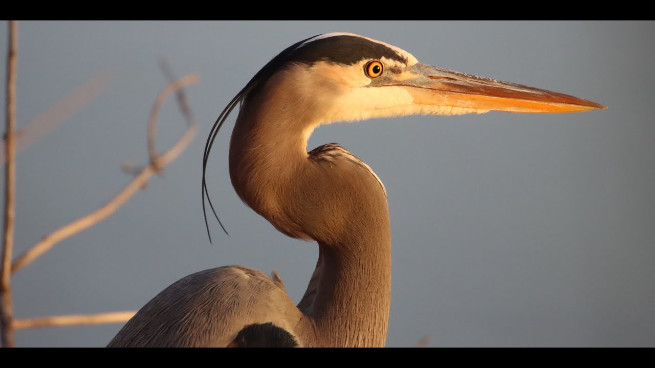COLORADO BIRD slideshow #Relaxing Nature Video #birdwatching 
