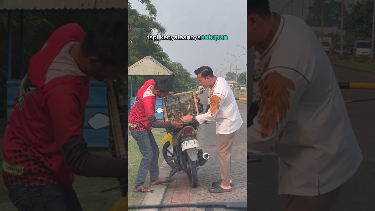 Borong semua burungnya 🥳