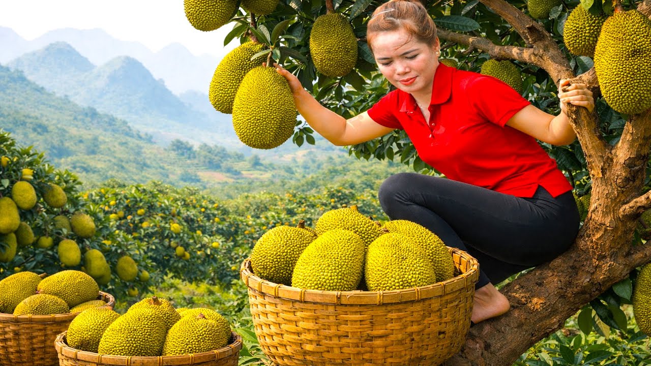 Harvesting Tố Nữ Jackfruit Goes To Market Sell,The Father Cleans Up the Lawn | Peaceful Countryside