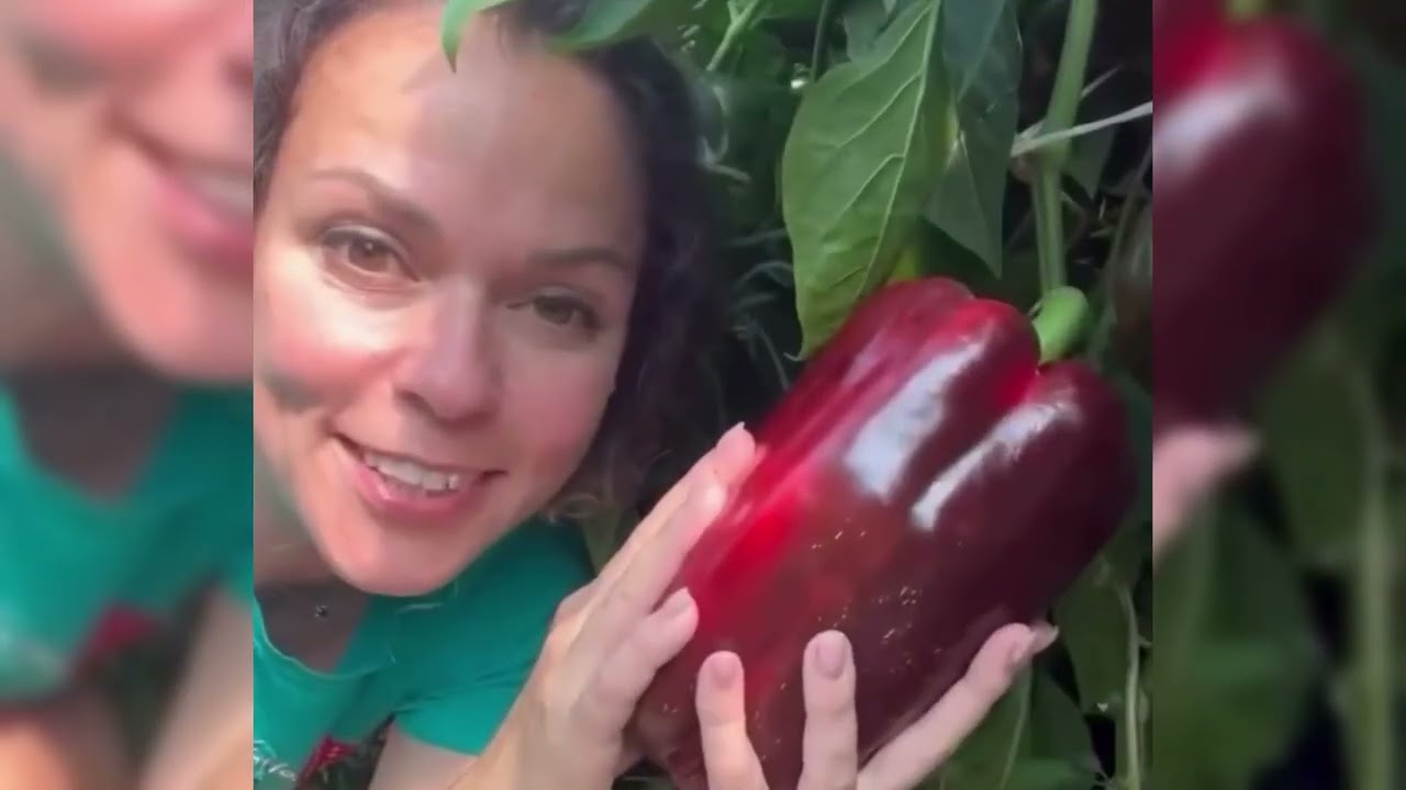 Обзор на огород и секрет урожая ПЕТРОВЧАНКА ЛЕРА petrovchanka_lera #garden ##огород #shorts
