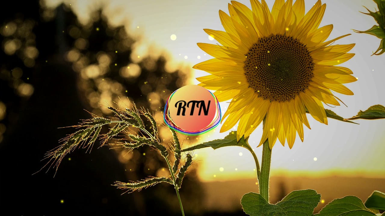 Reflexion (Props) Electronic Style Beat to Study / Chill - No Copyright Music