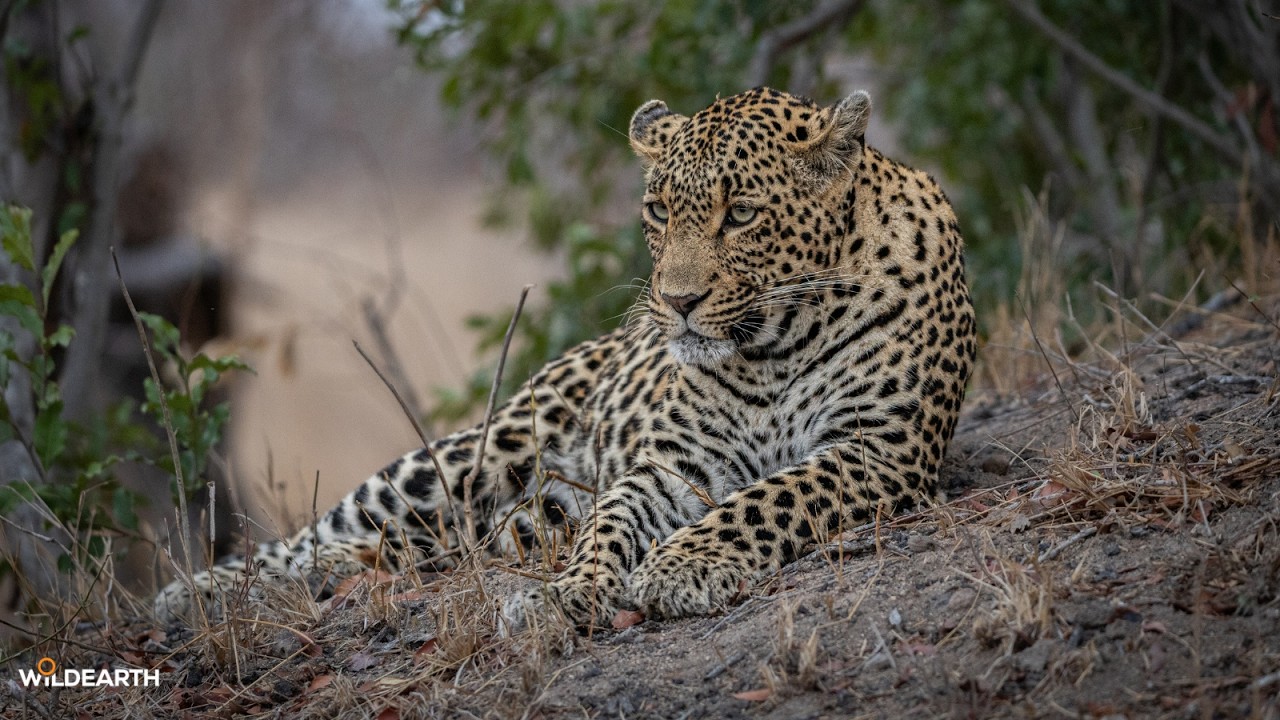 All hail the leopard Queen Tlalamba - SafariLIVE Sunrise - 23 August 2026