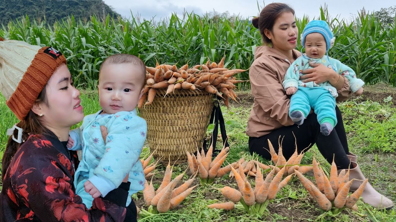 180 Days: Harvesting Pumpkin, Carrots, Corn, Green Beans, Cabbage Garden - The life of mother & Son