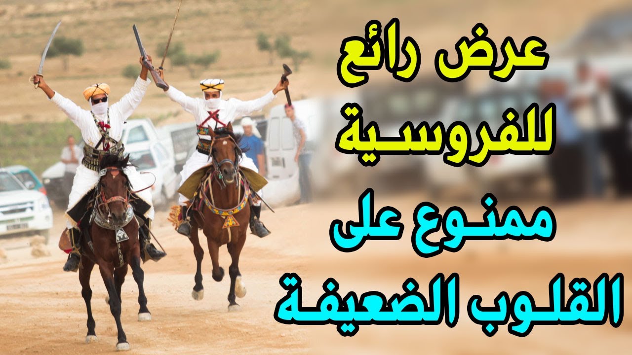 من أقوى عروض الفروسية التونسية التي يمكن أن تشاهدها