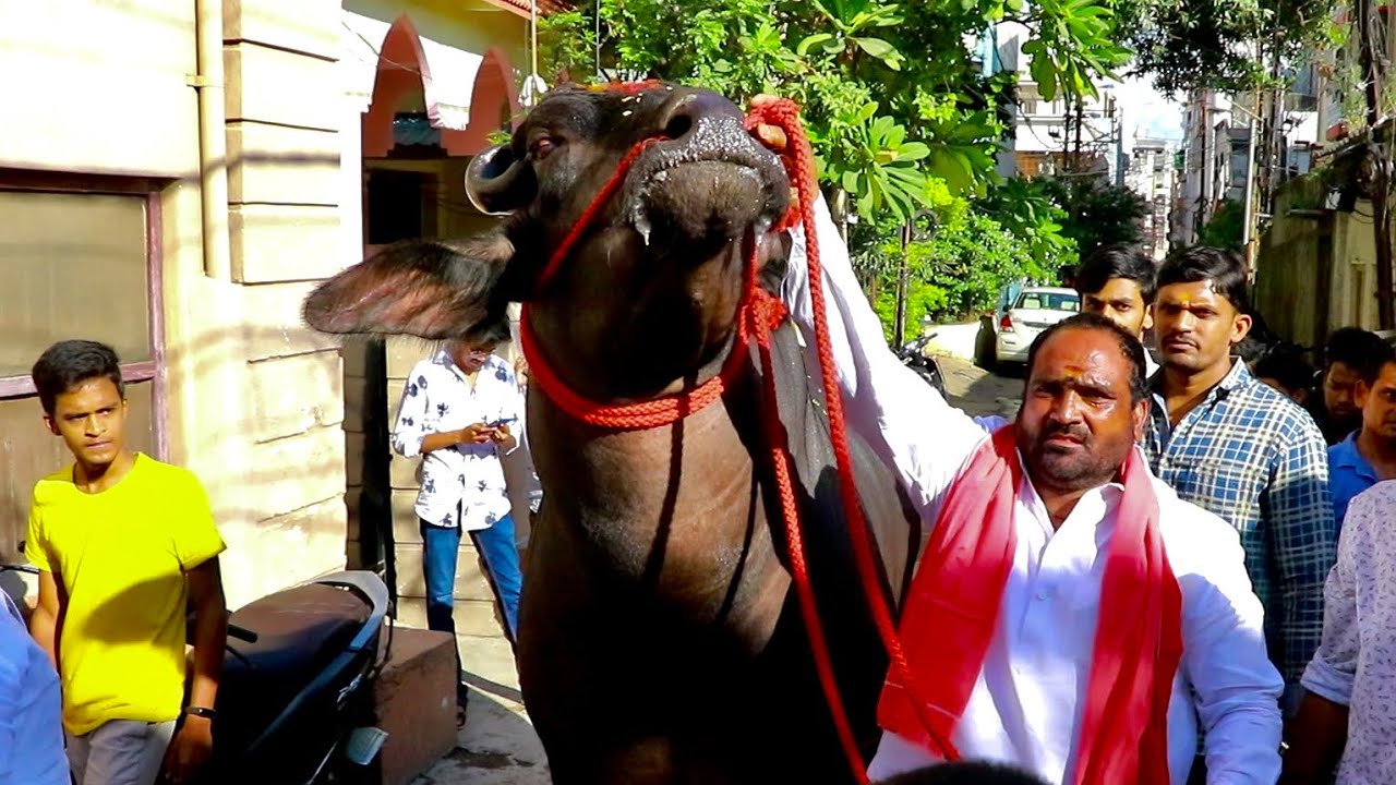 Baahubali Bull at Laddu Yadav Sadar 2021 | Bigg Boss Lobo | Sadar Festival in Hyderabad 2021