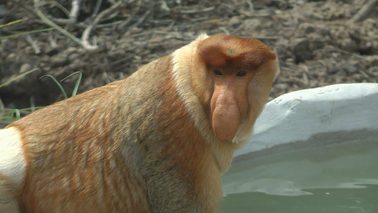 Proboscis Monkeys, Borneo
