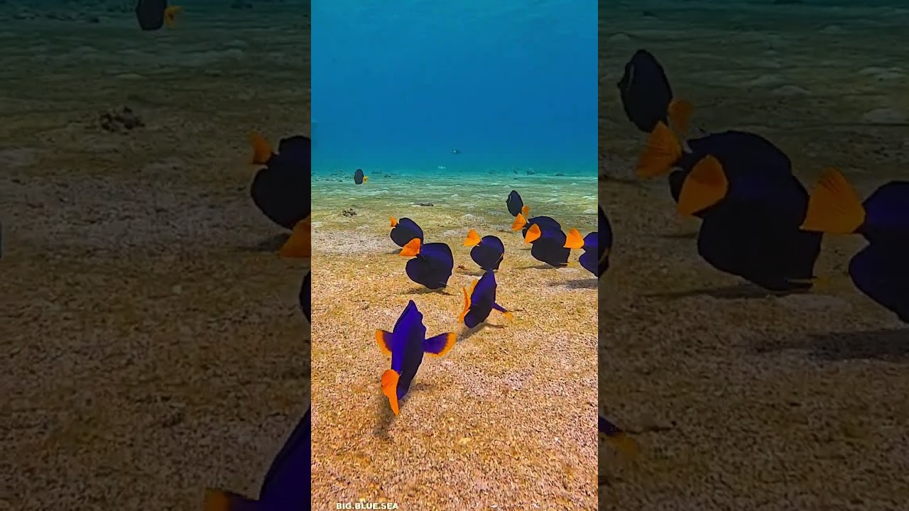 Purple Tang!!!