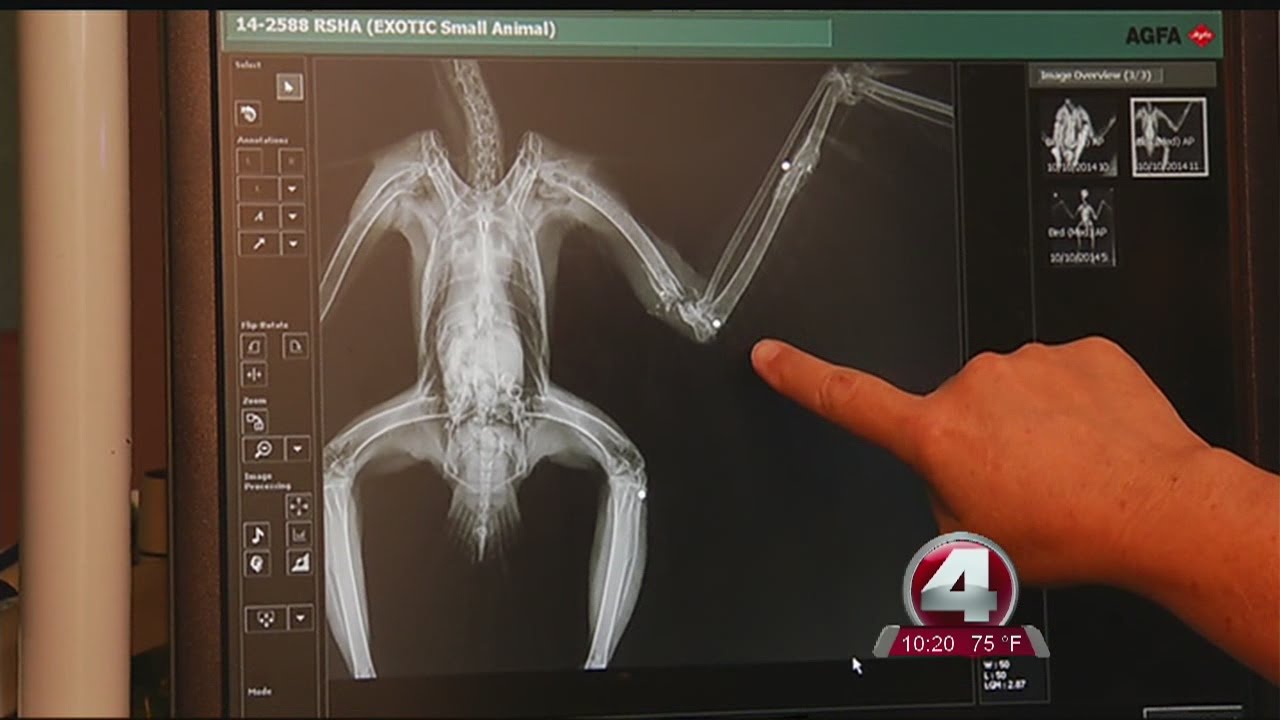 pellet gun injuries