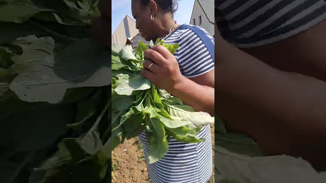Harvesting  my vegetables with me 😆