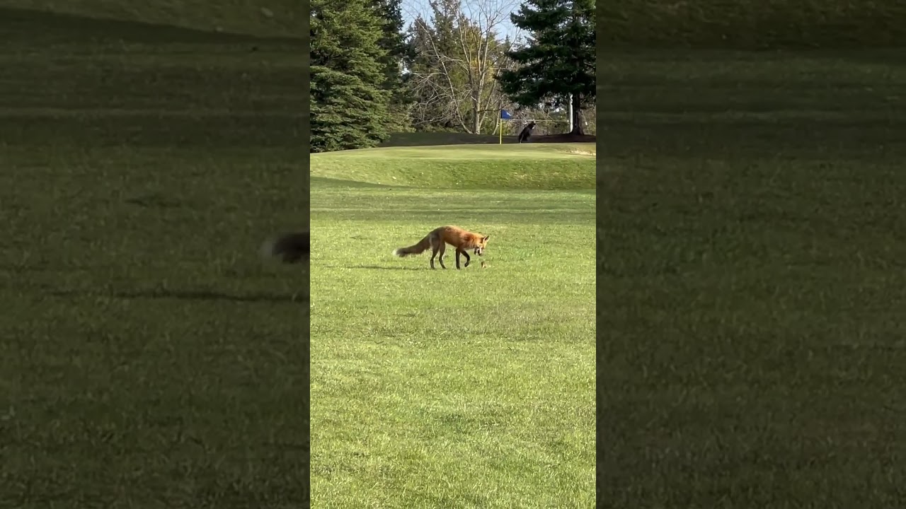 A fox and Jerry, not Tom at golf course😀 #vlog #golf