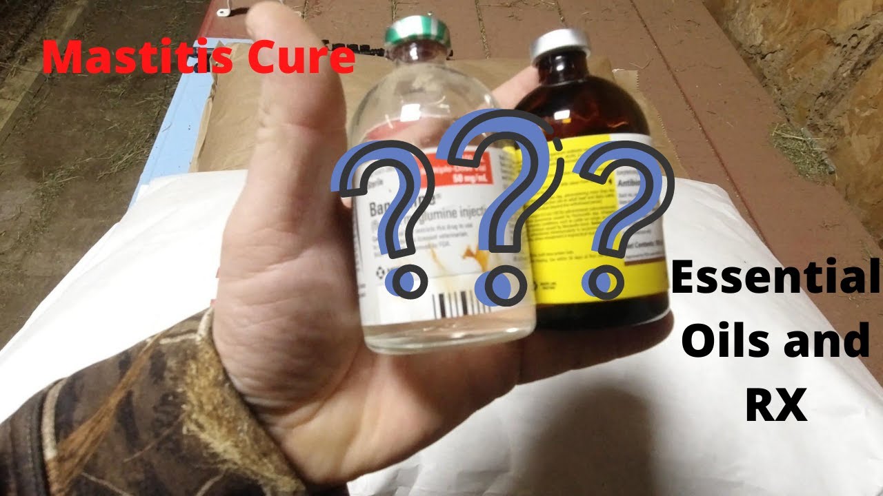 How to treat mastitis in goats | DIY home treatment
