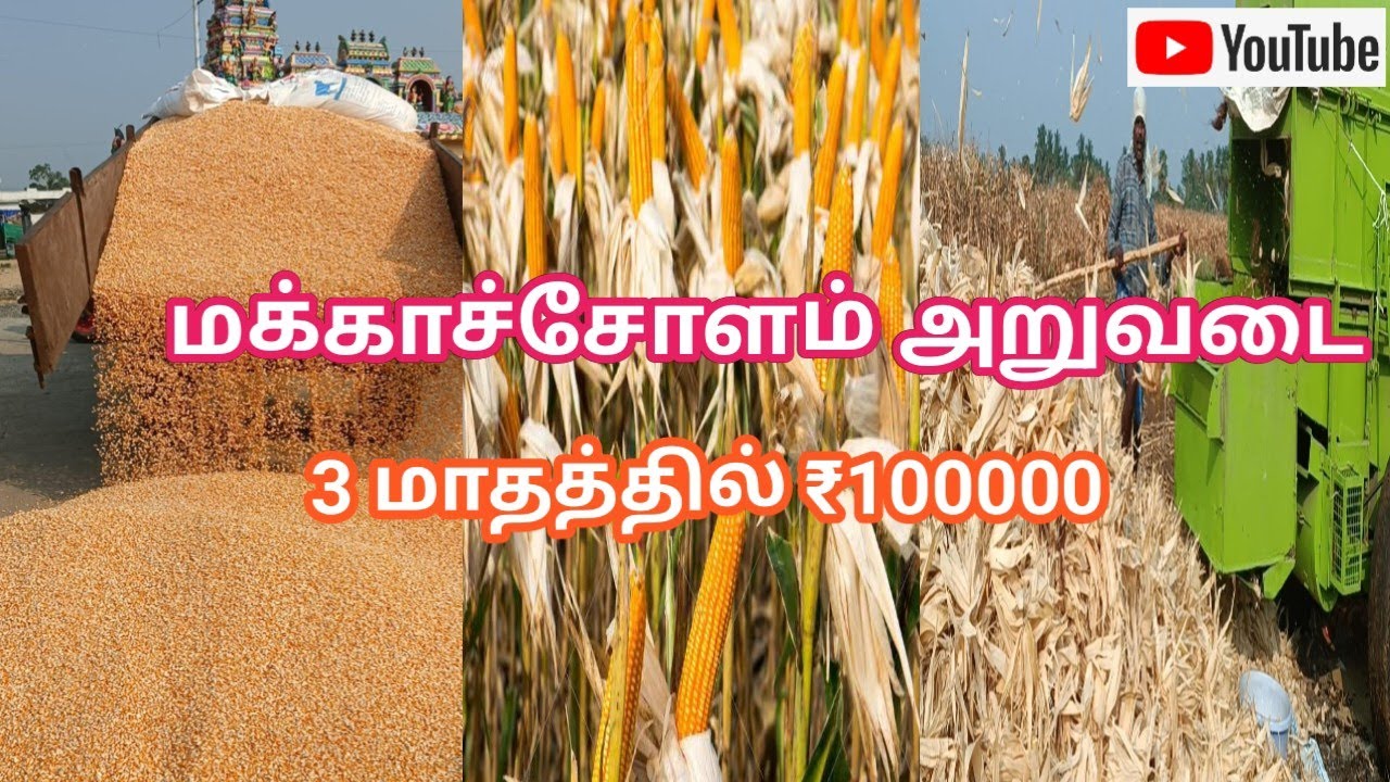 மக்காச்சோளம் சாகுபடி செய்யும் முறை | corn 🌽 farming in agriculture land | Agriculture creatives