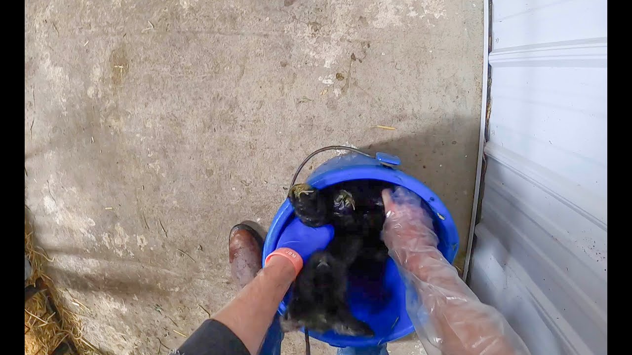 Grafting Baby Lambs on a New Ewe