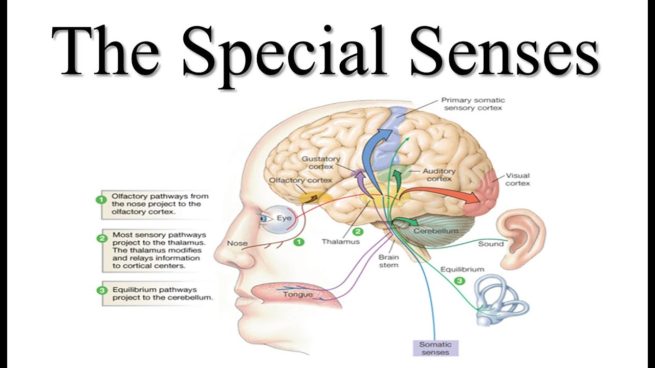 Special Senses Lecture
