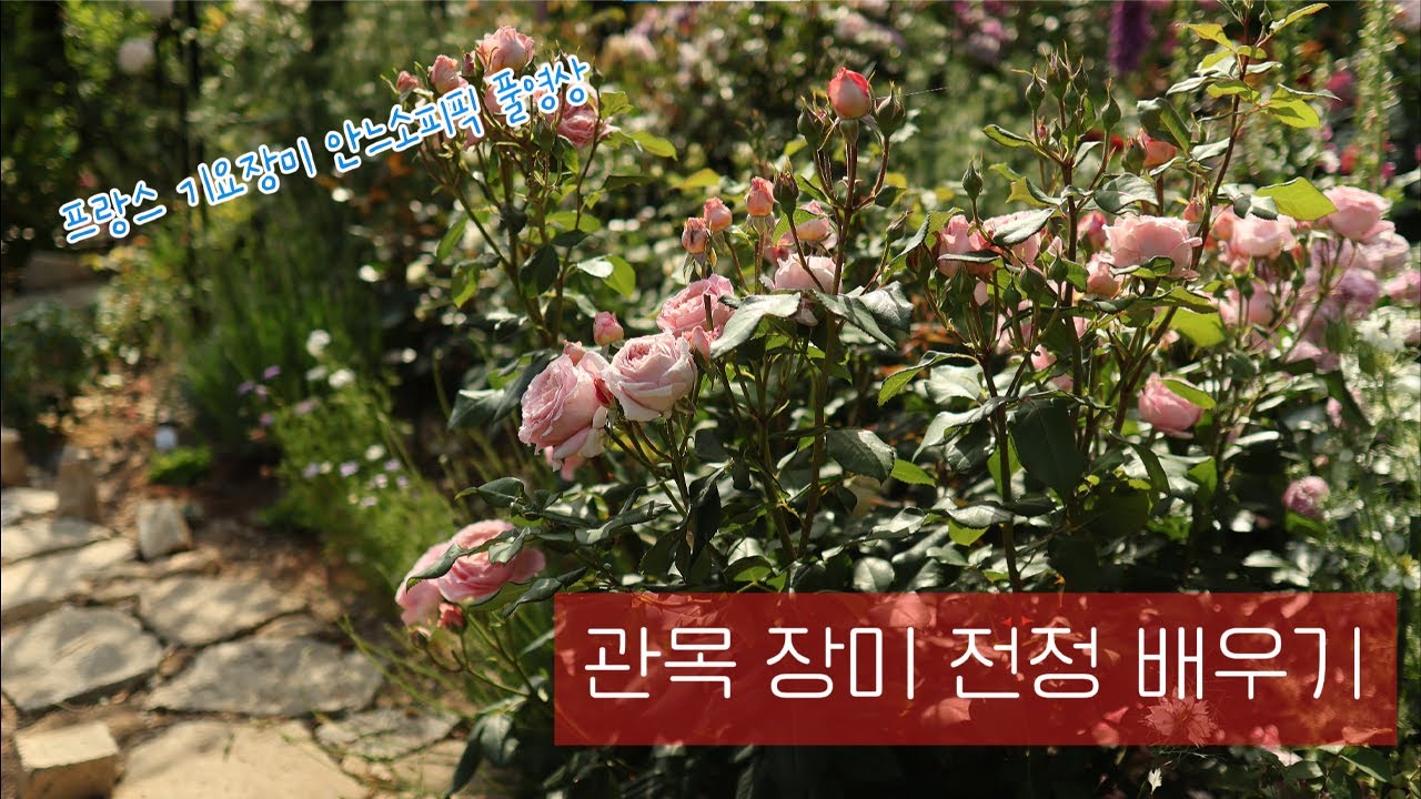 건강하게 꽃잘피는 전지법/땅장미 전정 가드닝팁