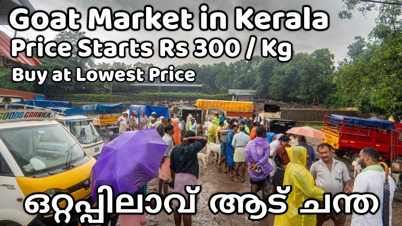 കേരളത്തിൽ ഏറ്റവും വിലക്കുറവിൽ | Wholesale Goat market in Kerala | Goat auction in india | mutton