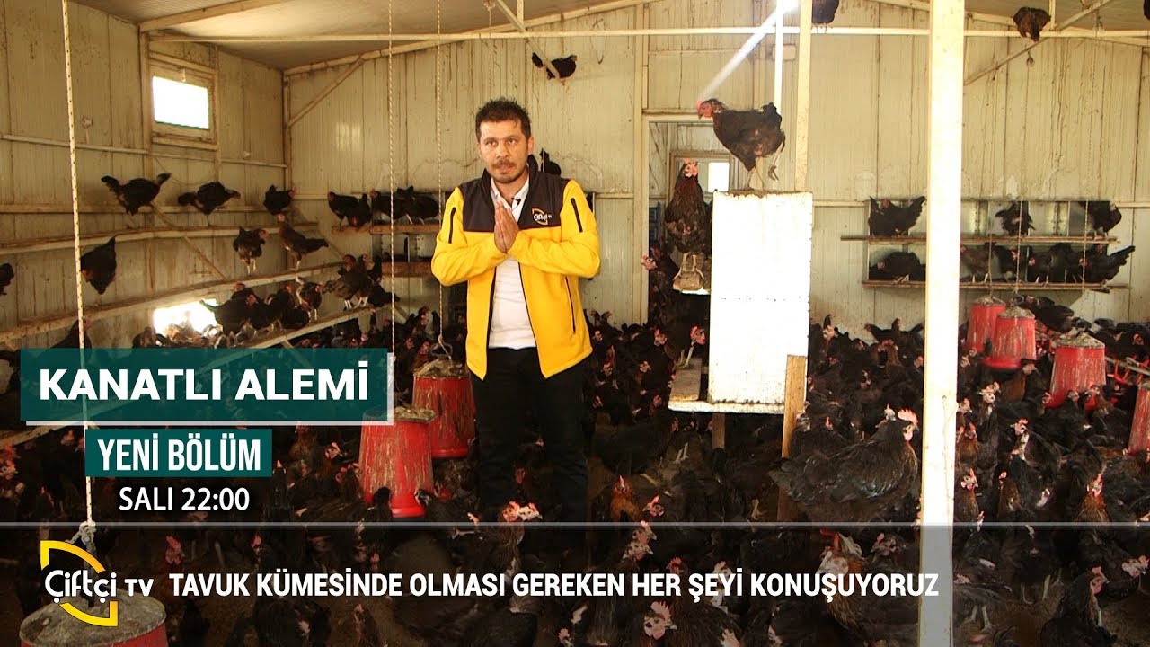 Tavuk Kümeslerinde Maliyetinizi Arttıracak Araç Gereçler - KANATLI ALEM #tavuk #horoz #kanatlıhayvan